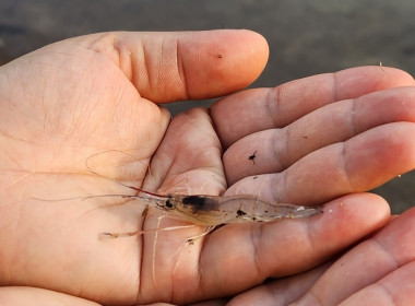 แหล่งน้ำ แหล่งอาหาร ..... หุบกะพง พารามิเตอร์รูปภาพ 2